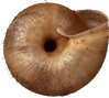 Trochulus hispidusSKÄGGSNÄCKA7,0 × 7,8 mm
